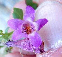 Penstemon clevelandii connatus