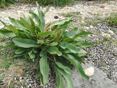 Limonium brevipetiolatum