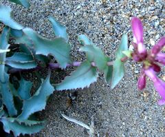 Penstemon clevelandii connatus
