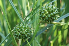 Sparganium eurycarpum