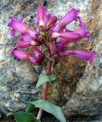 Penstemon clevelandii connatus