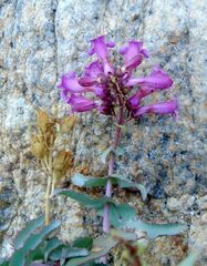 Penstemon clevelandii connatus