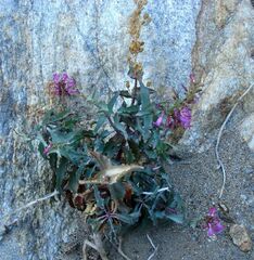 Penstemon clevelandii connatus