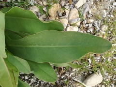 Limonium brevipetiolatum