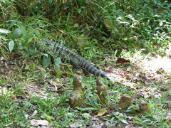 Salvator merianae