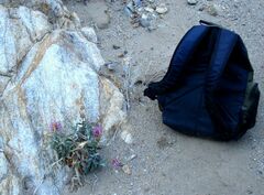 Penstemon clevelandii connatus