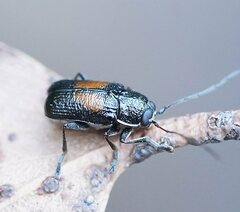 Aporocera