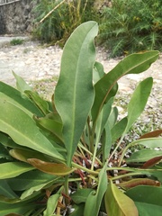 Limonium brevipetiolatum