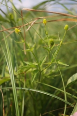 Ranunculus pensylvanicus