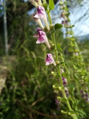 Scutellaria columnae