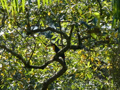 Ramphastos dicolorus