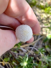 Craspedia uniflora