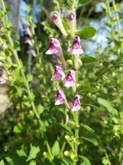 Scutellaria columnae