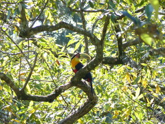 Ramphastos dicolorus