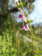 Scutellaria columnae