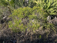 Hypericum fasciculatum