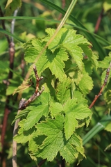 Ribes americanum