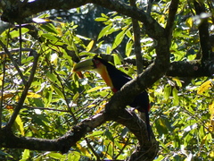 Ramphastos dicolorus