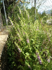 Scutellaria columnae