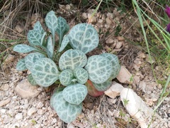 Silene ionica