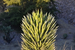 Yucca carnerosana
