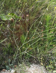 Silene ionica