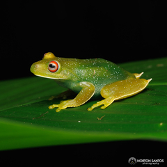 Aplastodiscus albosignatus