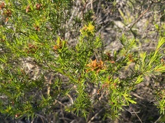 Hypericum fasciculatum