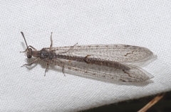 Neuroleon distichus