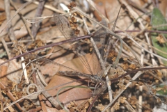 Neuroleon distichus