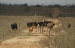 Alcelaphus buselaphus cokii