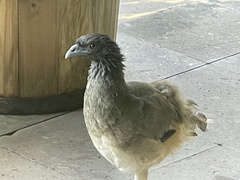 Ortalis poliocephala