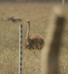Struthio camelus massaicus