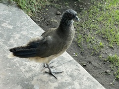 Ortalis poliocephala