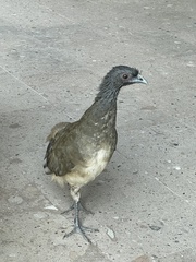 Ortalis poliocephala