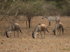 Connochaetes taurinus albojubatus