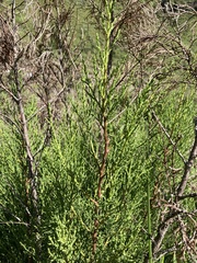 Widdringtonia nodiflora