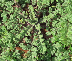 Phacelia congesta