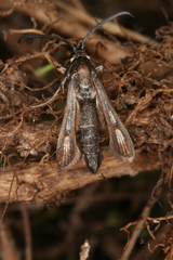 Bembecia hymenopteriformis