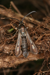 Bembecia hymenopteriformis