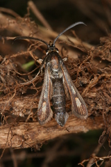 Bembecia hymenopteriformis