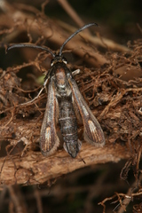 Bembecia hymenopteriformis