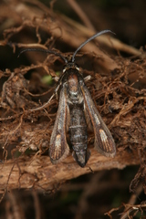 Bembecia hymenopteriformis