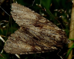 Apamea syriaca
