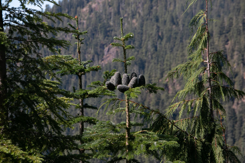 Pacific silver fir (Abies amabilis)