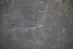 Prochilodus lineatus