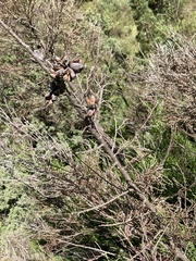 Widdringtonia nodiflora