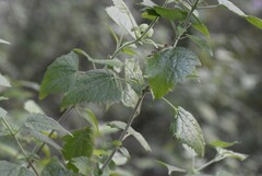 Tamaulipa azurea