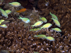 Chromis viridis