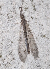 Neuroleon distichus